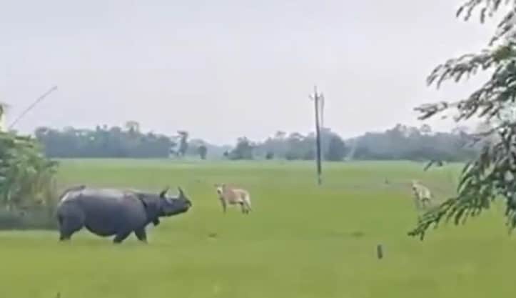 Video: Rhino Goes On Rampage In Assam Village, Locals Flee In Panic