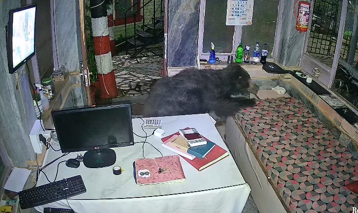 Watch: Bear Enters Mount Abu Hotel At Night. Then This Happened