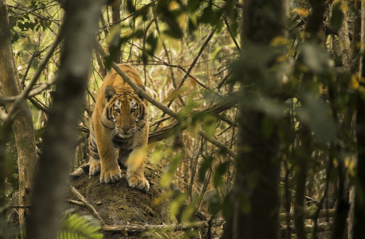 Assam's Kaziranga Now Ranks Third Globally In Tiger Density: Survey