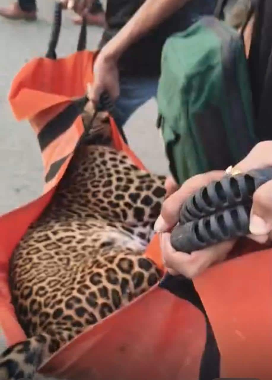 Leopard Causes Chaos In Maharashtra's Nashik; 9 Injured During Rescue Bid