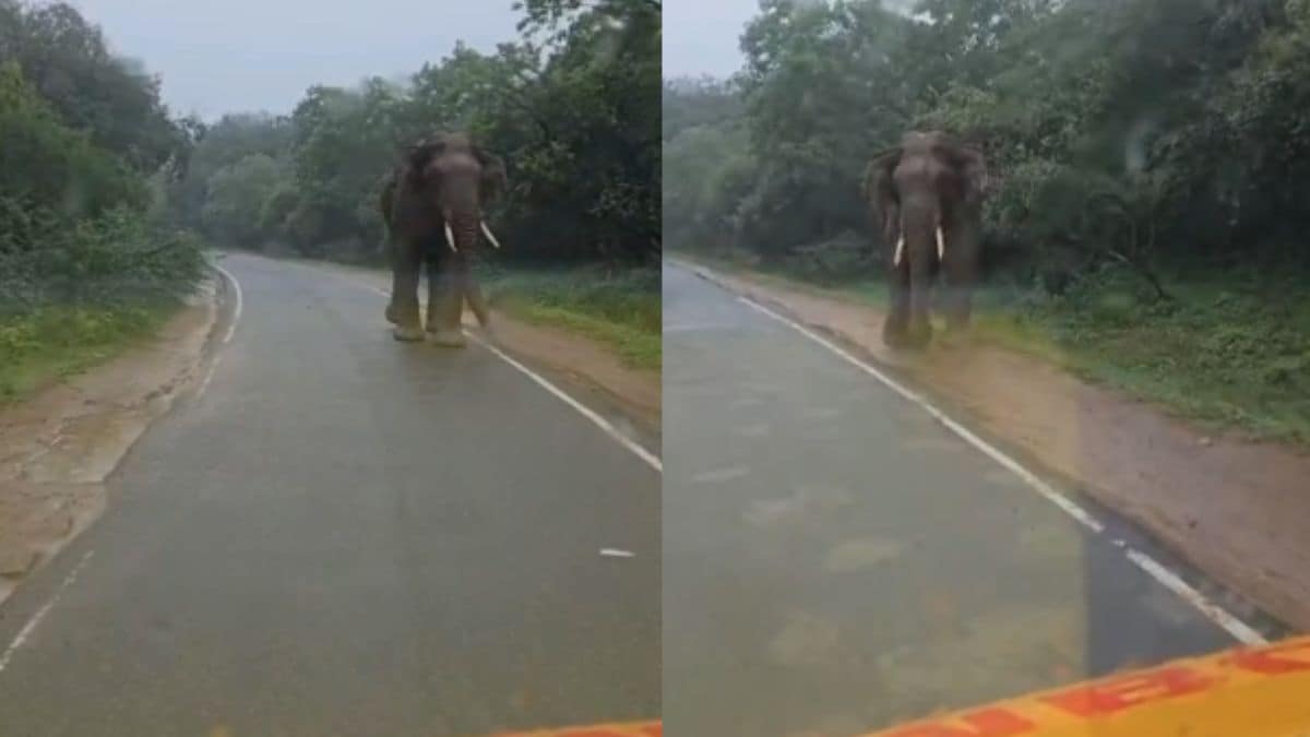 Video: Elephant Charges At Ambulance Carrying Injured Worker In Kerala