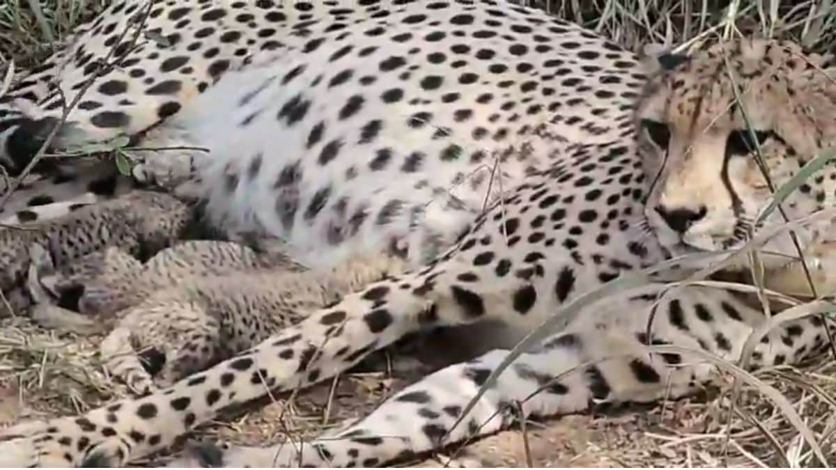 South African Cheetah Gamini Births 5 Cubs, Number In Kuno Park Now 38