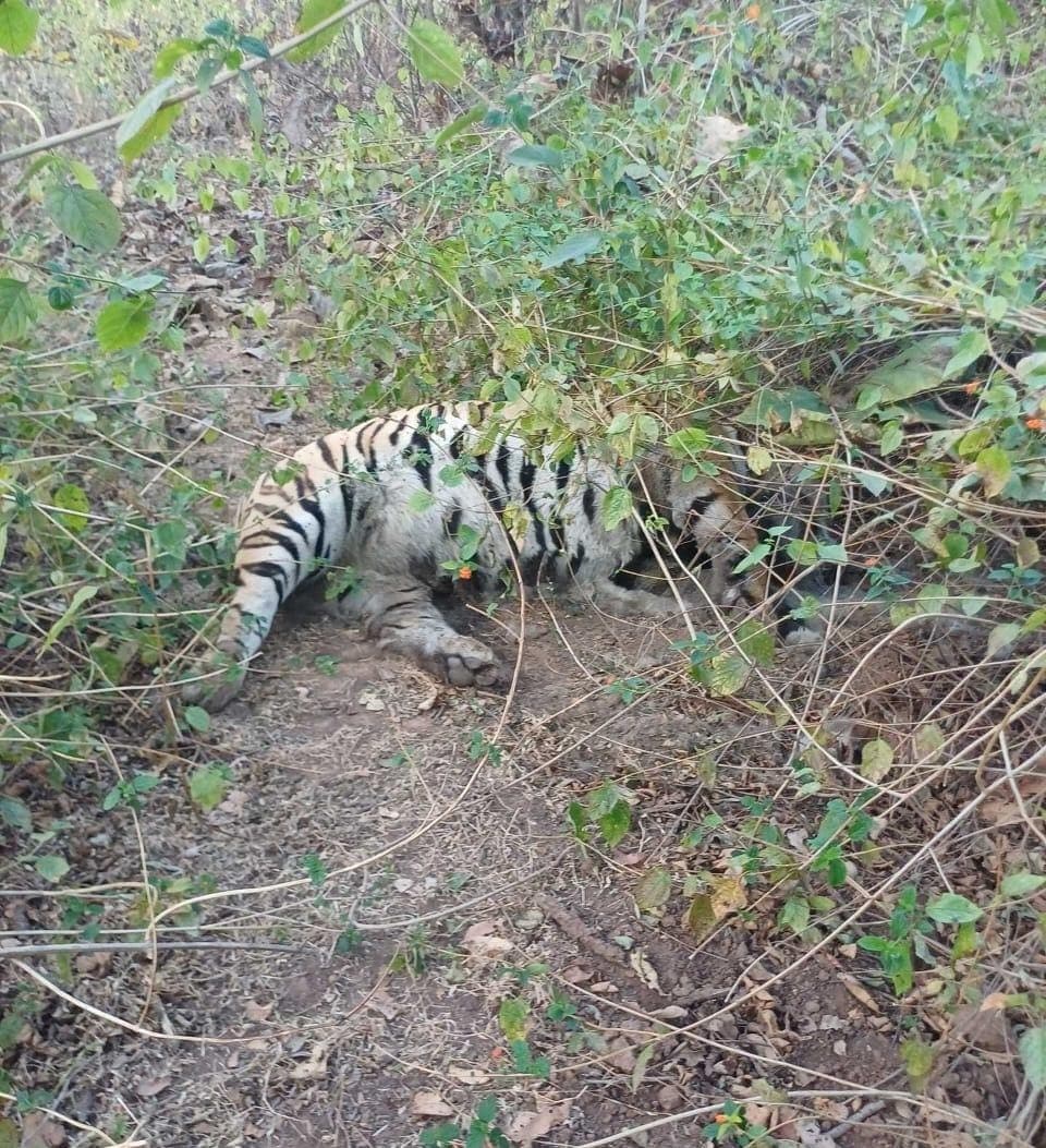 Satellite&Collared Tiger Found Dead In Madhya Pradesh Reserve