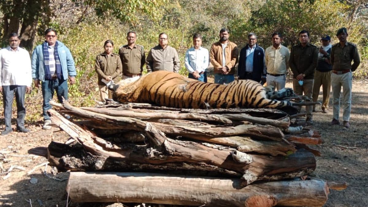 Solar Infra Blamed For Madhya Pradesh Tigress' Death. Why It's Alarming