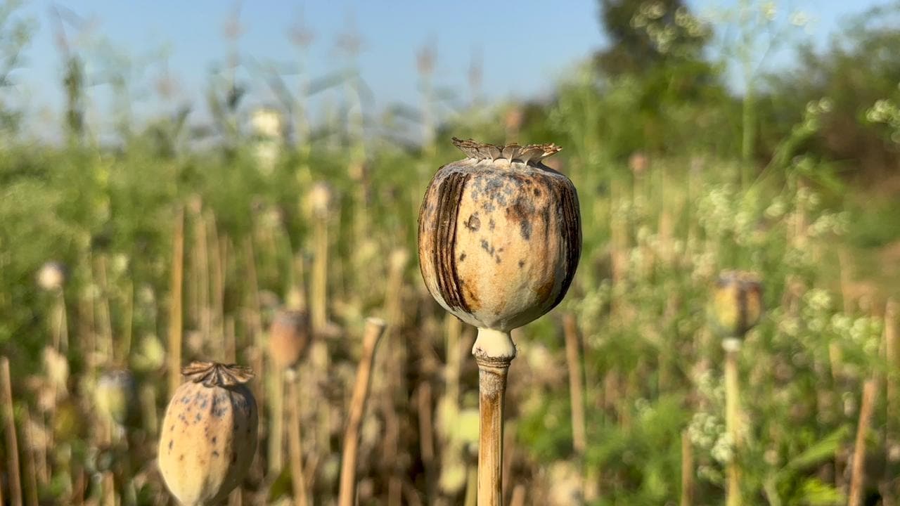 BJP Leader Suspended After Illegal Opium Cultivation Found In Chhattisgarh Farmhouse