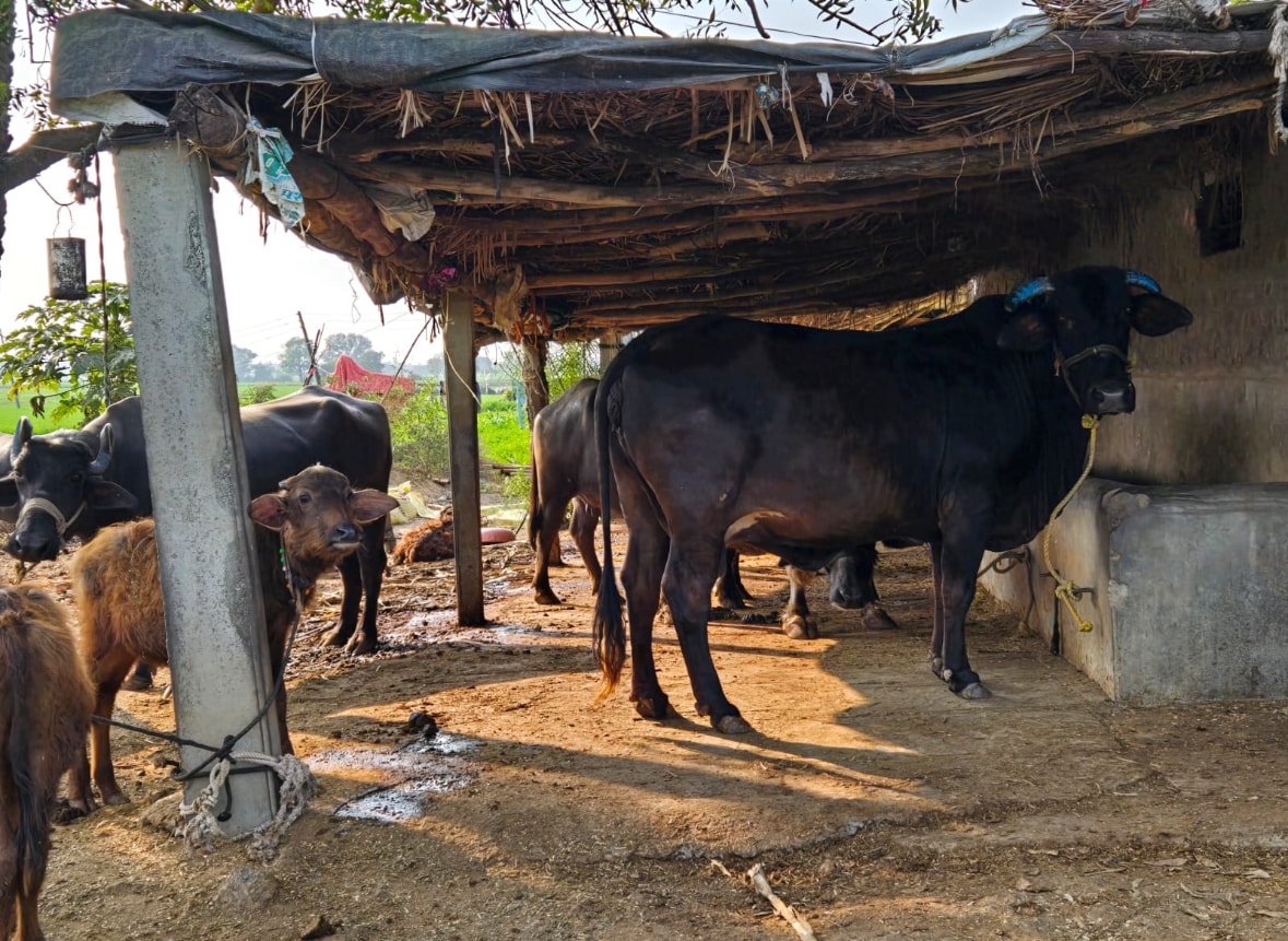 Madhya Pradesh To Tag 40 Lakh Stray Cattle With Saffron Tags