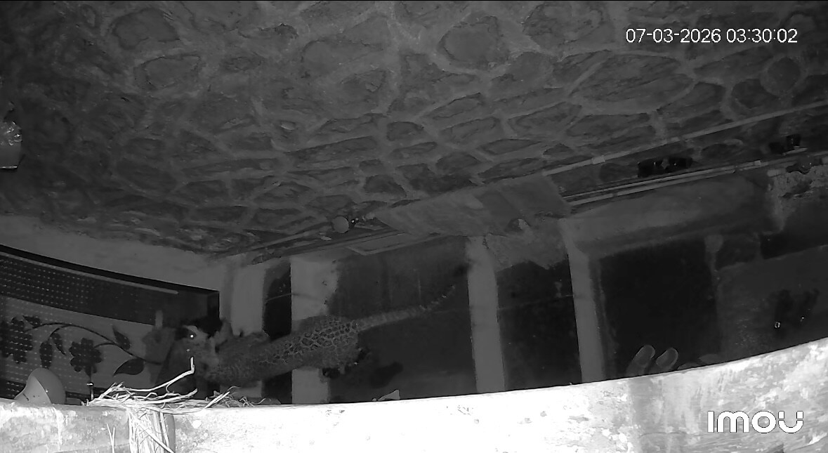 Video: Leopard Sparks Panic In Mumbai, Scales School Wall And Attacks Dog