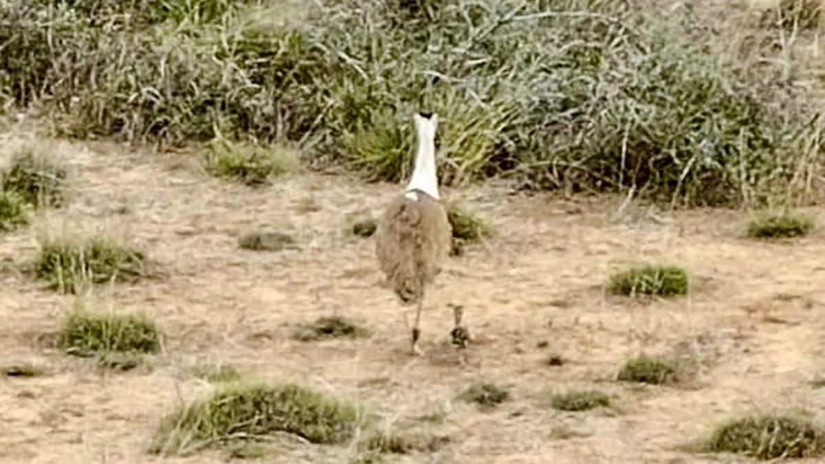 Great Indian Bustard Chick Born In Kutch After 10 Years