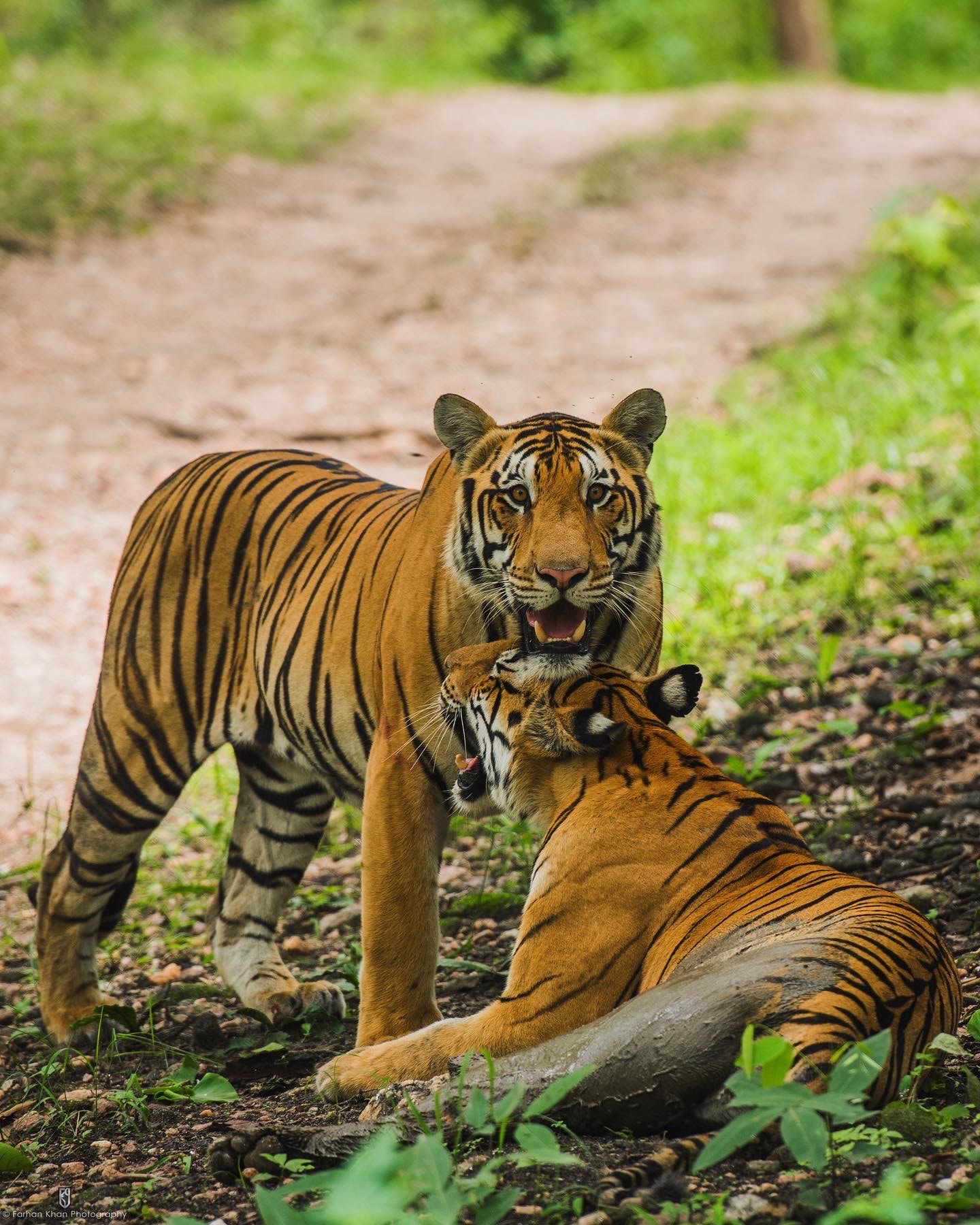 88 Tiger Deaths Unresolved Since 2020, Multiple Unexplained, Reveals RTI