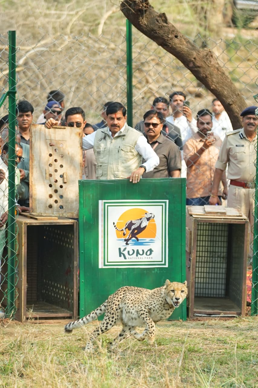 Two Botswana Cheetahs Released Into Madhya Pradesh's Kuno National Park