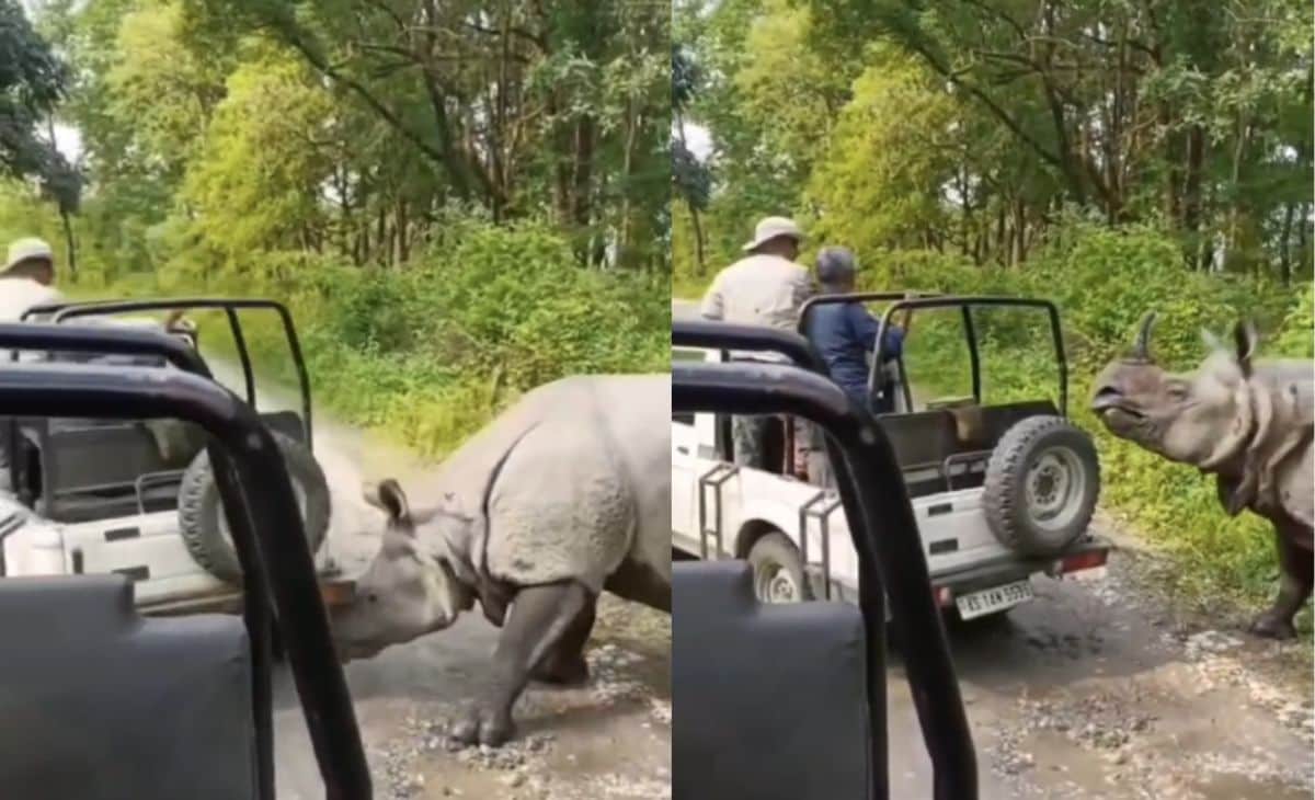 Video: Rhino Attacks, Tries To Flip Safari Jeep At Assam National Park