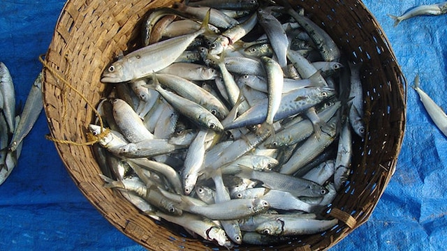 Formalin laced fish has a longer shelf life; however, it can increase your risk of cancer