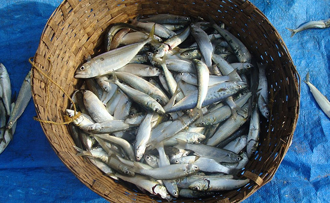 Formalin laced fish has a longer shelf life; however, it can increase your risk of cancer