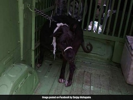 Burari Family's Dog, Rescued By Animal Activists, Dies Of "Shock" Burari Family's Dog, Rescued By Animal Activists, Dies Of "Shock"