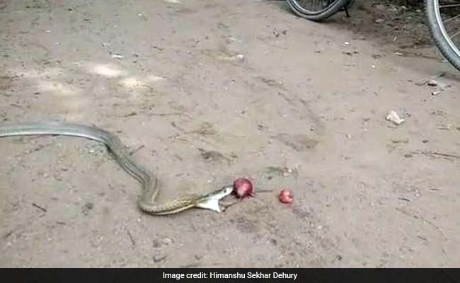 कोबरा ने अंदर से निकाले 11 प्याज, कैमरे में कैद हुआ खतरनाक VIDEO