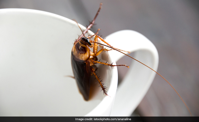 Cockroach Milk: Yes! Cockroach Milk Is A Superfood Beneficial For Humans, Claim Scientists