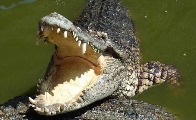 Crocodile In Paradise: Thailand's Hot Pursuit Of The "Evasive" Reptile