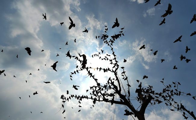 Partly Cloudy Thursday Morning In Delhi; Chances Of Light Rain Later