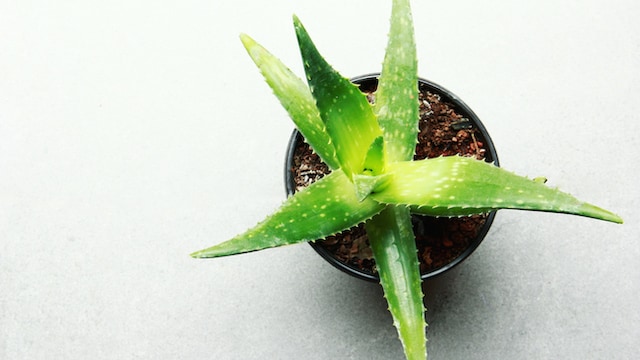 Medicinal plants can help you get healthy and glowing skin