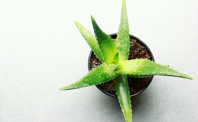 Medicinal plants can help you get healthy and glowing skin