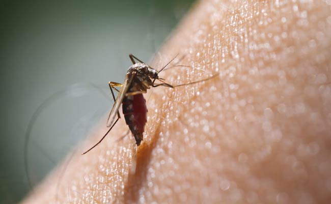 NASA Invites Citizen Scientists To Help Track Disease-Borne Mosquitoes
