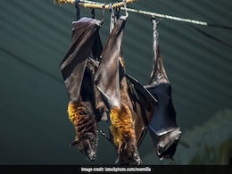 केरल में निपाह वायरस से एक और व्यक्ति की मौत, मरने वालों की संख्या बढ़कर 13 हुई केरल में निपाह वायरस से एक और व्यक्ति की मौत, मरने वालों की संख्या बढ़कर 13 हुई