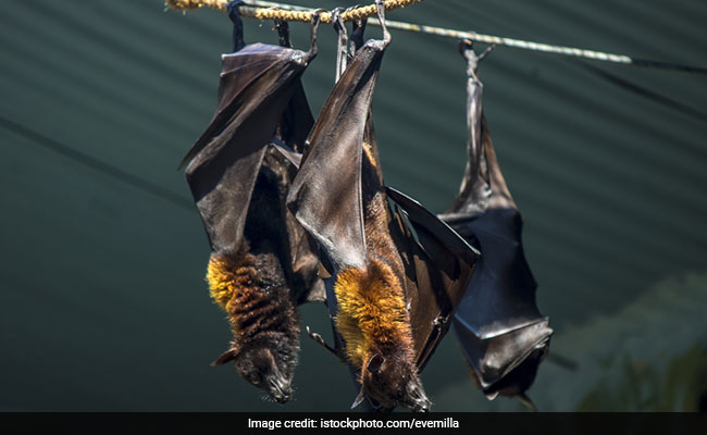 The primary source of Nipah virus are bats