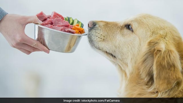 Overweight dogs and humans are likely to behave similarly when it comes to food