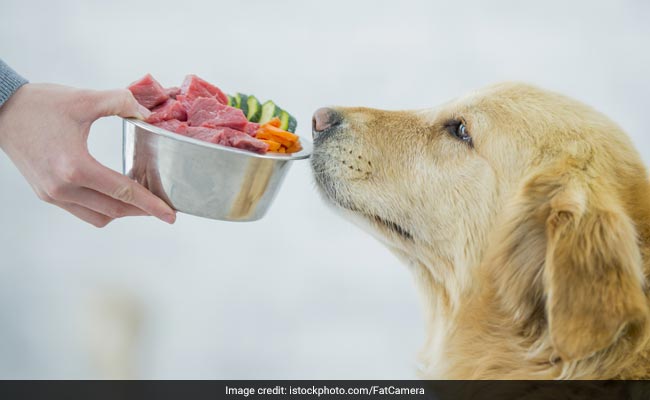 Overweight dogs and humans are likely to behave similarly when it comes to food