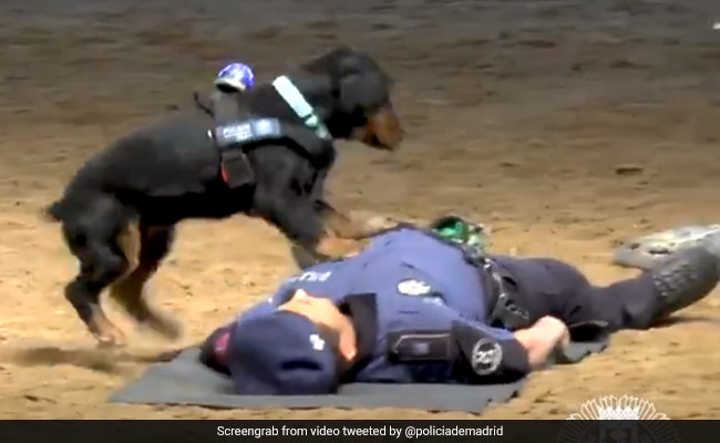 That Viral Clip Of Dog Reviving Collapsed Trainer Is Not What It Seems