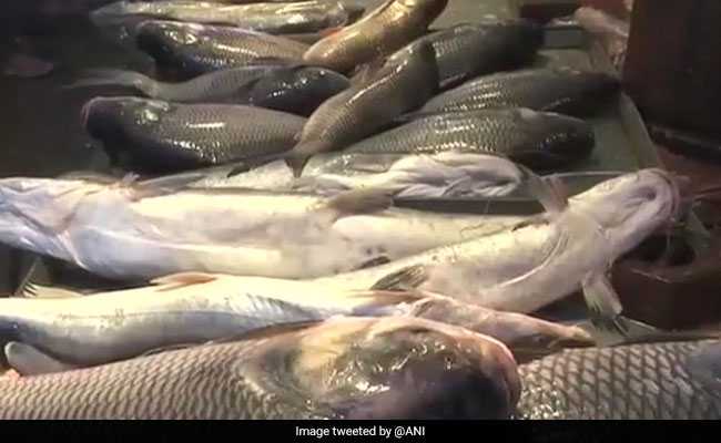 Goa Assembly: Opposition Creates Ruckus Over Formalin Found In Fish