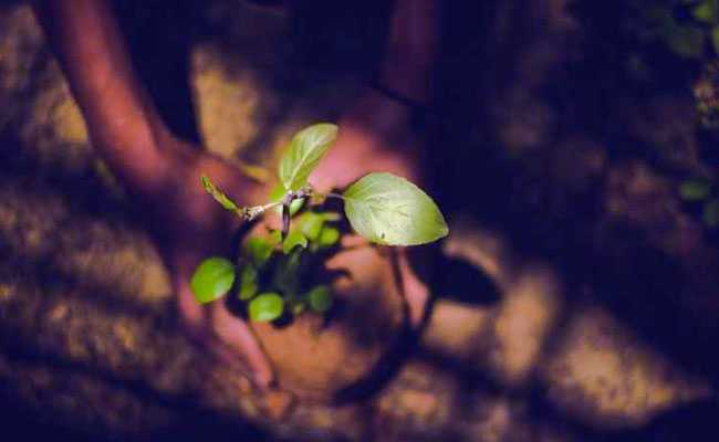 Telangana Government To Plant Over 1 Lakh Saplings At Gajwel On August 1