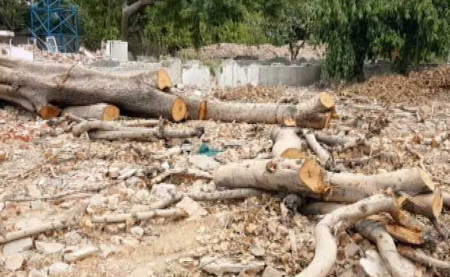 No Cutting Of Trees For South Delhi Project Till July 19: Green Court