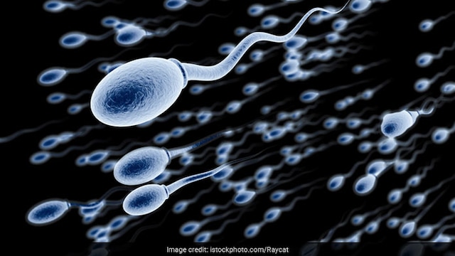 Sperm swims up a chemical gradient to reach the egg