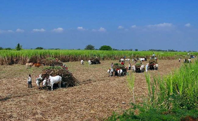 Sugarcane Prices Hiked By Rs 20 To Rs 275 Per Quintal