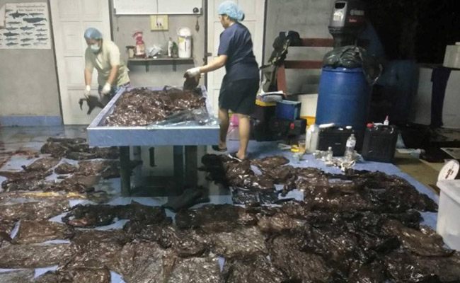 No One Could Save A Pilot Whale That Swallowed 17 Pounds Of Plastic Bags Off Thailand