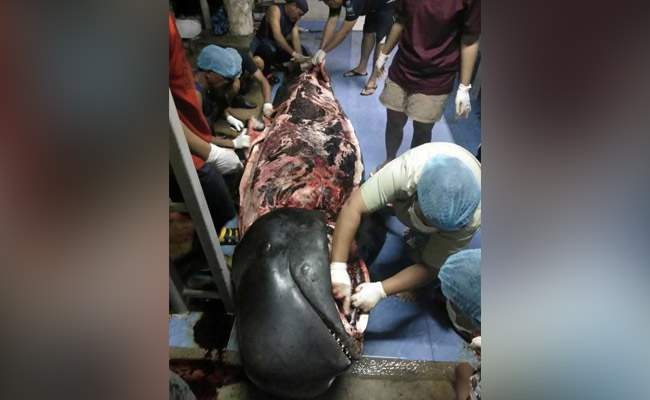 Dead Pilot Whale Shows Thailand Is Choked With "Way Too Much" Plastic