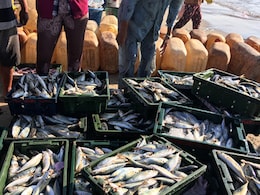 Odisha's Koraput Bans Non-Veg Food For 77th Republic Day