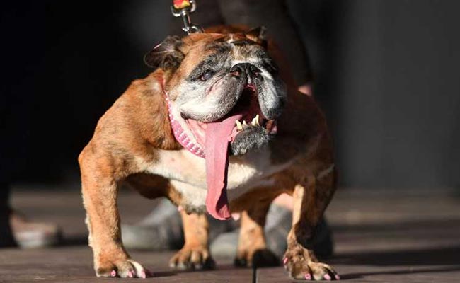 English Bulldog Named World's Ugliest Dog Dies At Age 9
