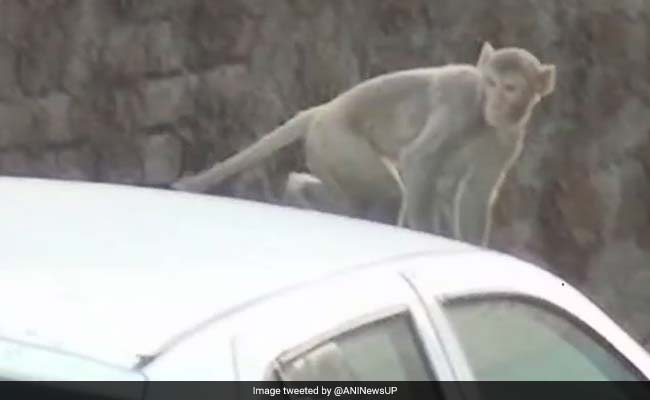 दिल्ली में बंदरों के बढ़ते उत्पात से उपराष्ट्रपति भी परेशान, राज्यसभा में सुनाया दुखड़ा