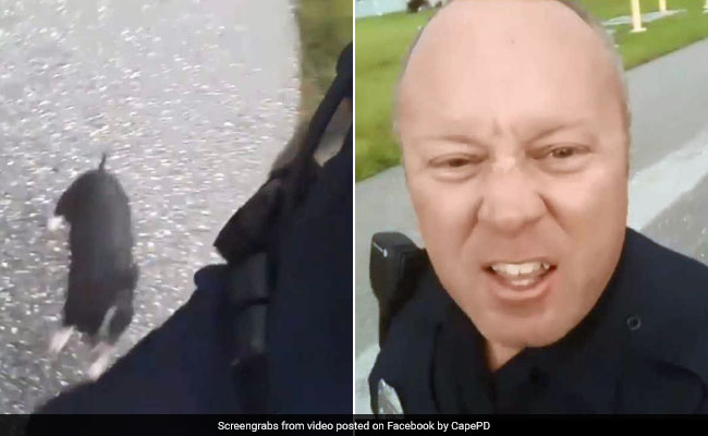 Viral: In Hilarious Video, Pig Turns Tables, Chases Florida Cop