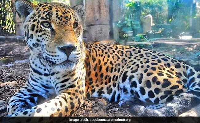 Jaguar Escapes Zoo Enclosure, Kills Trapped Animals One After The Other