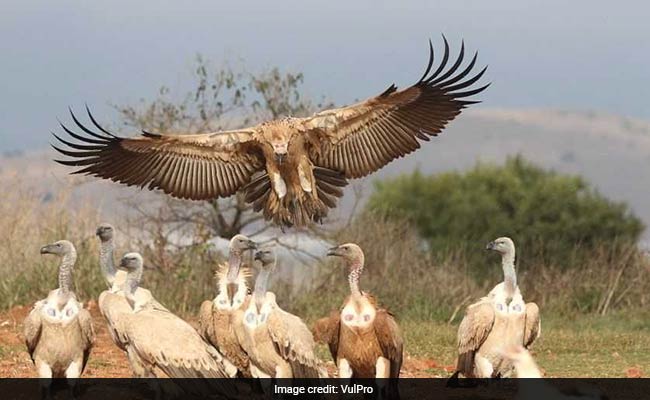 Rare African Vulture, Brought To US To Save Species, Killed In Hailstorm