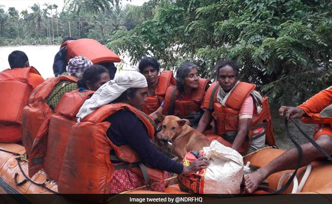 Kerala Woman Refuses Flood Rescue Without Her 25 Dogs