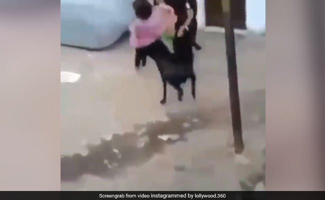 Bakrid 2018: बाहर टहल रही थीं लड़कियां, पीछे से आया बकरा और किया ये काम, Video हुआ वायरल