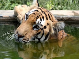 Royal Bengal Tiger Covers 2,000 Km For Suitable Territory, Spotted In Odisha Royal Bengal Tiger Covers 2,000 Km For Suitable Territory, Spotted In Odisha