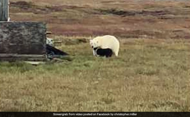 In This Polar Bear vs Dog Tussle, You'll Be Surprised Who Comes Out On Top
