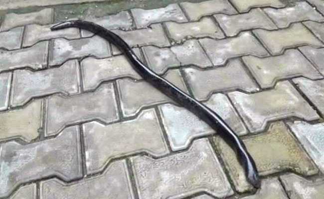 Red Sand Boa Snake Worth Rs 1.25 Crore Rescued In Madhya Pradesh