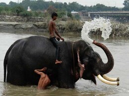 Delhi's Last Elephants Await Marching Orders Delhi's Last Elephants Await Marching Orders