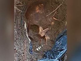 Mass Grave With Over 160 Skulls Could Be "Biggest In Mexico, Even World" Mass Grave With Over 160 Skulls Could Be "Biggest In Mexico, Even World"